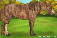 Horse Color:Bay  Brindle