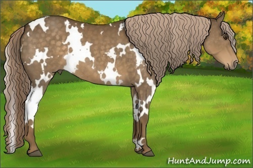 Horse Color: White Spotted Chocolate Palomino 