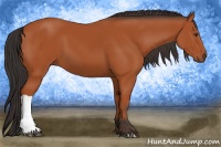 Horse Color:Bay 