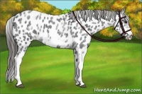 Horse Color:White Spotted Blue Roan Splash Frame Appaloosa 