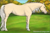 Horse Color:White Spotted Gold Cream Champagne