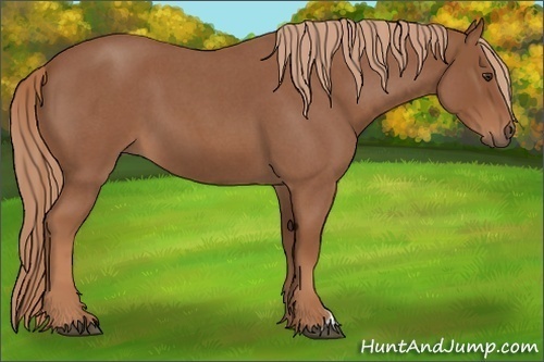 Horse Color: Red Roan 