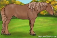 Horse Color:Red Roan 