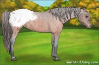 Horse Color:Brown Appaloosa 