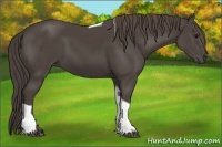 Horse Color:Smoky Black Tobiano 
