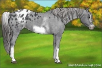 Horse Color:White Spotted Blue Roan Splash Frame Appaloosa 