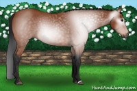 Horse Color:Gray Bay 