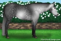 Horse Color:Gray Black 