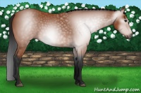 Horse Color:Gray Bay 
