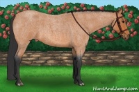 Horse Color:Bay Roan 