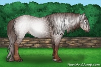Horse Color:Gray Chestnut 