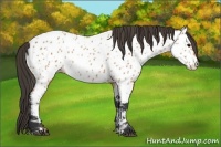 Horse Color:Bay Appaloosa 