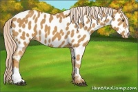 Horse Color:Palomino Near Leopard 