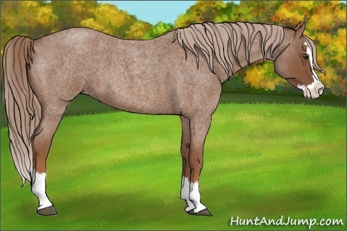 Horse Color: Red Roan Splash 
