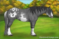 Horse Color:White Spotted Blue Roan Splash Frame Appaloosa