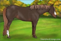 Horse Color:Liver Chestnut 