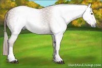 Horse Color:Gray Chestnut 
