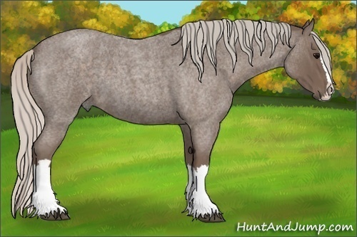 Horse Color: Silver Blue Roan Splash 
