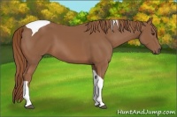 Horse Color:Chestnut Tobiano 