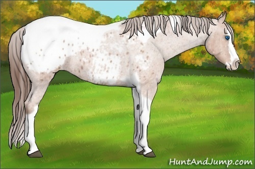 Horse Color:Bay Roan Splash Tobiano Blanket Brindle