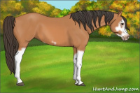 Horse Color:Bay Splash Frame 