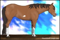 Horse Color:Bay Splash Frame 