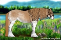 Horse Color:White Spotted Chestnut 