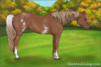Horse Color:White Spotted Chestnut Sabino