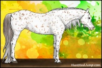 Horse Color:Bay Frame Appaloosa 