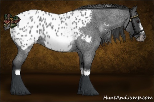 Horse Color:White Spotted Blue Roan Splash Frame Appaloosa 