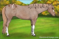 Horse Color:Chestnut Appaloosa 