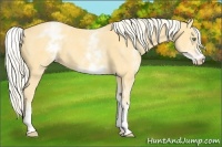 Horse Color:White Spotted Gold Cream Champagne 