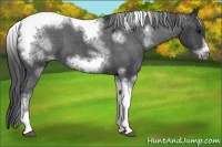 Horse Color:White Spotted Black Splash Tobiano Frame Varnish