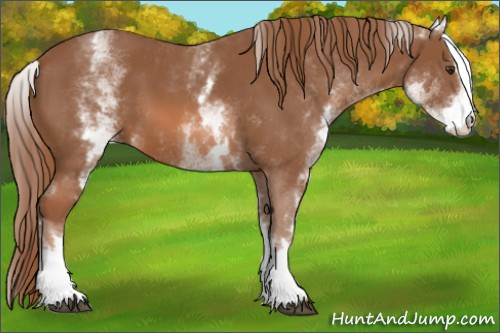 Horse Color: White Spotted Chestnut Sabino 