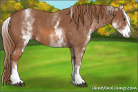 Horse Color:White Spotted Chestnut Sabino 