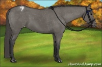 Horse Color:Grullo Blanket 
