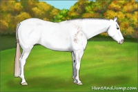 Horse Color:Chestnut Sabino 