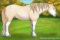Horse Color:Buckskin Pearl Splash 