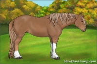 Horse Color:Chestnut Tobiano