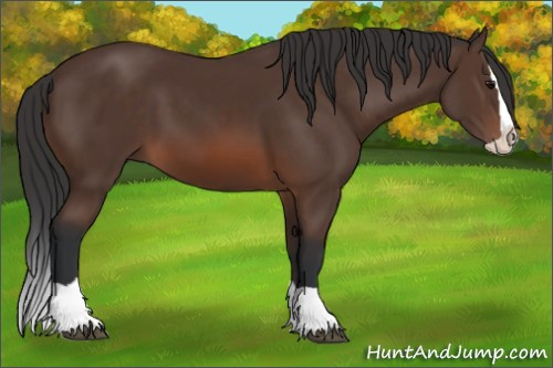 Horse Color: Brown Splash 