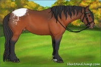 Horse Color:Brown Snowcap 