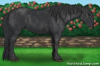 Horse Color:Black  Brindle