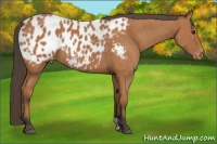 Horse Color:Bay Appaloosa