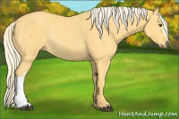 Horse Color:Palomino Rabicano 
