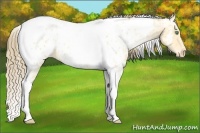 Horse Color:Amber Cream Champagne Ice Tobiano Near Leopard 