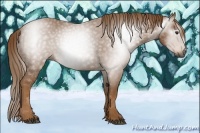 Horse Color:Gray Chestnut 