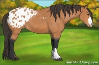 Horse Color:Bay Appaloosa 