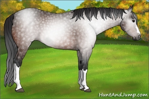 Horse Color:Gray Bay 