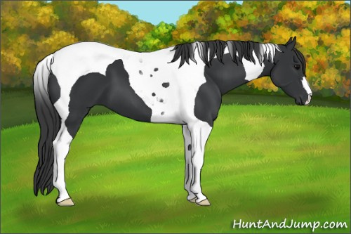 Horse Color: Black Tobiano 