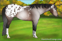 Horse Color:Gray Bay Appaloosa 